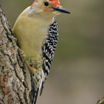 D_GraberRedBelliedWoodpecker