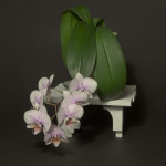 DHershberger_orchids600w