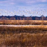 From Roberts Camera’s Marsh Madness 2012, Day 1 at Goose Pond.