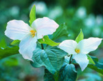 Trilliums