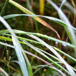 Allison VonDerVellen       “Morning Grasses” Category: Youth