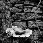 Jeff Longenbaugh   “Stone Wall” Category: Black and White