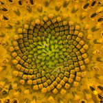 Jeff Longenbaugh  “Sunflower” Category: Color