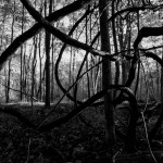 Ray Novess   “Enchanted Forest” Category: Black and White