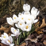 donhershberger_crocus1600w