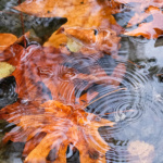 jeff_longenbaugh_leaves0759