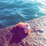 arodriguez_snapchat-8696982094867842601