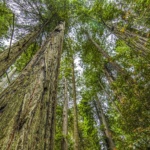 bbeachy_redwood_small