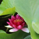 ekator_frankenmuth-michigan-09-4-5-2016-024