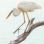 lbaumgardt_white-heron