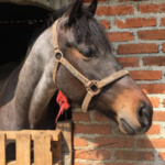 Aleydis Juarez_IMG_0048[1]