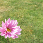 Meleena Strukel_PeonyDSCF1165