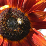 Stormi_Hunt_Bee, Heavy with Pollen