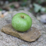 Stormi_Hunt_Country Apple