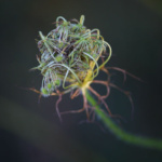 Stormi_Hunt_Gone to Seed