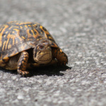 Stormi_Hunt_Portrait of a Grumpy Turtle