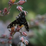 Stormi_Hunt_Xenox Tigrinus