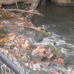 Sydney_Bradford_Waterfall