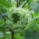 alma_boyle_Canon power shot IMG_0884