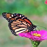 alma_boyle_Canon powershot IMG_1507 butterfly 2