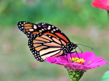 alma_boyle_Canon powershot IMG_1507 butterfly 2