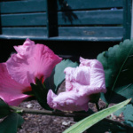 beck_thomas_MG_6026 (1)