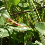 david_Norton_Grass Hopper