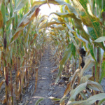 maddie_chuppDSC00402