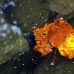 mariah_miller_Colors of fall