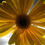 mykayla_sanford_Hand-Painted