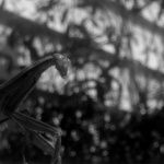 reynaldo_ramirez_Mantis