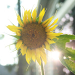 sadie_brenneman_IMG_4951