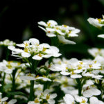 Jonathan Wagner #1 – Pearl Petals_web