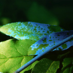 Jonathan Wagner #3 – Sapphire Rimmed_web