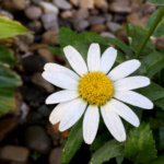 Voctoria Tellez #1-Flower in the Sun_web