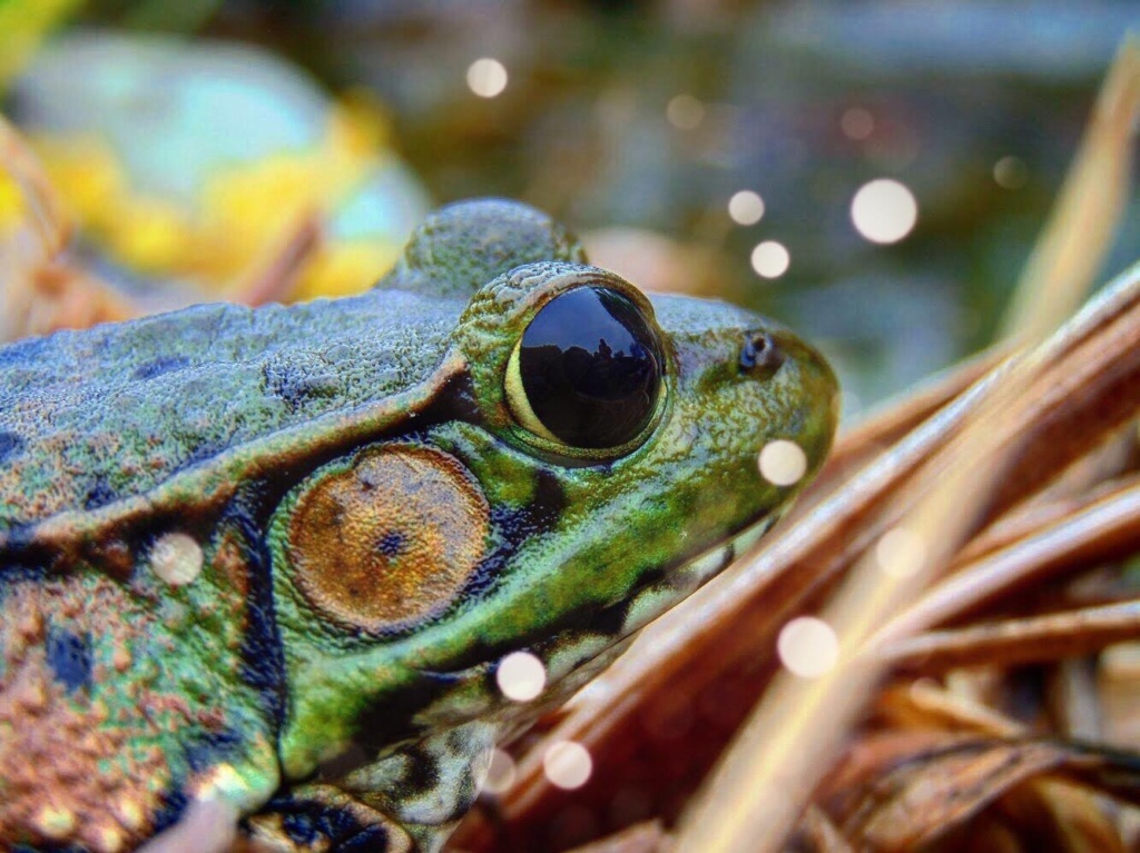 Kish1-Patient Bull Frog