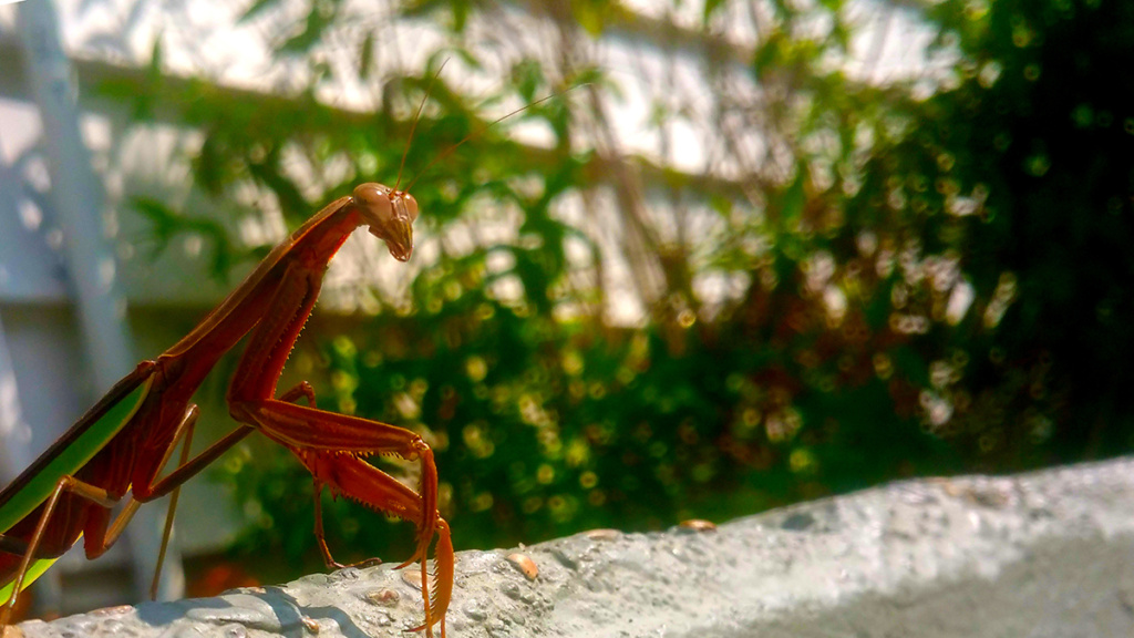 ramirez_The Mantis_web2