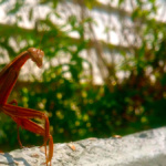 ramirez_The Mantis_web