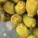 sprandel_image (4)_web