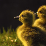 barstow_Double the Duckling