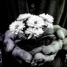 barstow_Gentle Petals barstow_Gentle Petals