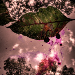 1st Color-Bella McClone-After the Rain