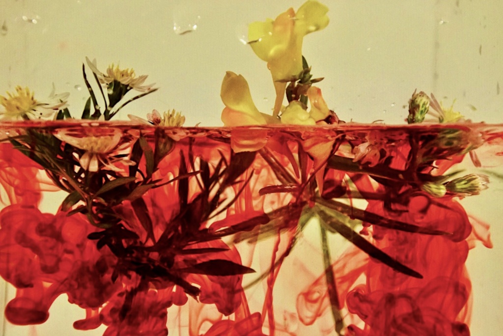 Special Merit Color-Alva Tornebladh-Simple Beauty