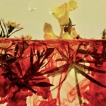 Special Merit Color-Alva Tornebladh-Simple Beauty