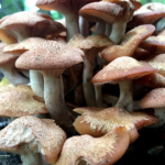 Special Merit Color-Elizabeth Moryl-Mushroom Towers