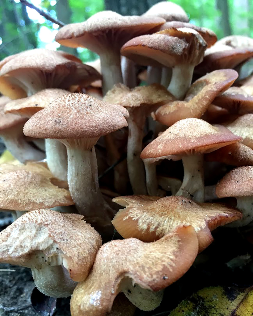 Special Merit Color-Elizabeth Moryl-Mushroom Towers