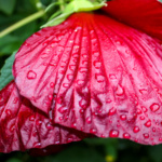 Special Merit Color-Kaylee McQueen-After the Rain