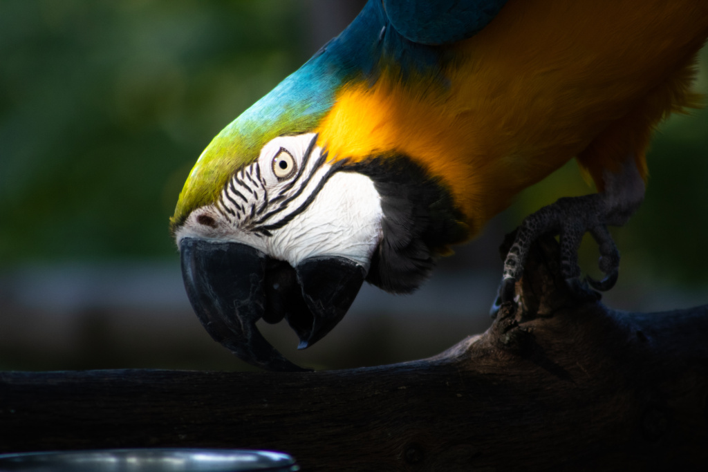 Special Merit Color-Nathaniel Labhart-Into the Light