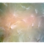 Milkweed Seeds