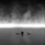 _8500087-Enhanced-NR copy